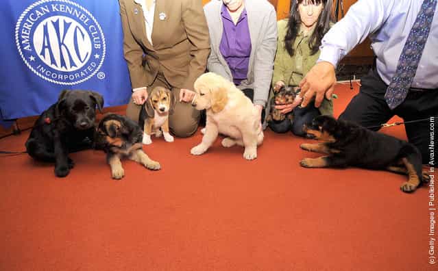 (L-R) Brooklyns Deli, a black Labrador Retriever pup, Ziva, a German Shepherd pup, Jag, a Beagle pup, Toby, a Golden Retriever pup, Sierra, a Yorkshire Terrier pup, and Tasha, a Rottweiler pup attend as American Kennel Club announces Most Popular Dogs in the U.S. at American Kennel Club Offices