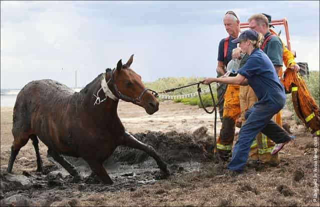 Owner Nicole Graham works with volunteers from CFA and SES tries to dig out her horse Astro who became stuck up to his neck in mud at Avalon Beach