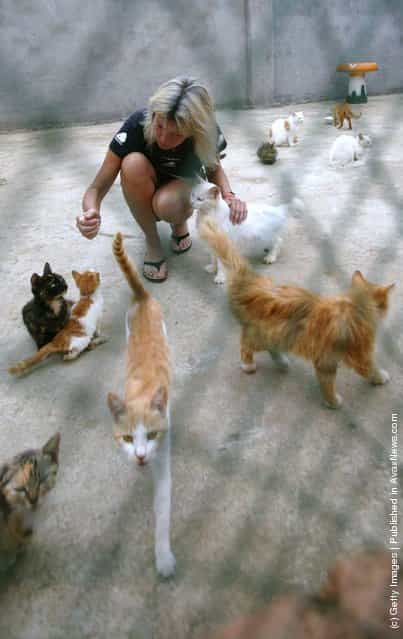 Stray cats at the Ping An A Fu (safe and happy) Homeless Animals Rescue Center in Nanjing