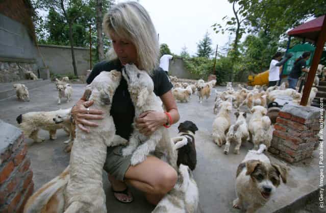 Stray dogs at the Ping An A Fu (safe and happy) Homeless Animals Rescue Center in Nanjing