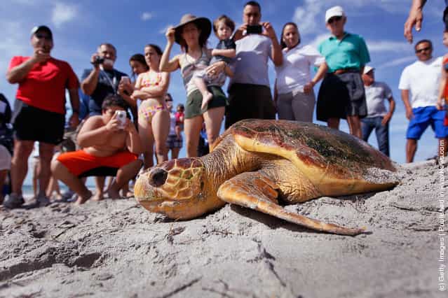 People watch as one of two loggerhead sea turtles are released back into the wild at Bill Baggs Cape Florida State Park after they underwent rehabilitation at Miami Seaquarium