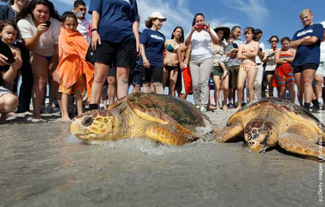 People watch as one of two loggerhead sea turtles are released back into the wild at Bill Baggs Cape Florida State Park after they underwent rehabilitation at Miami Seaquarium