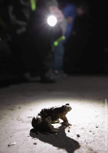 A volunteer approaches a male toad to pick him up from a road near Berlin