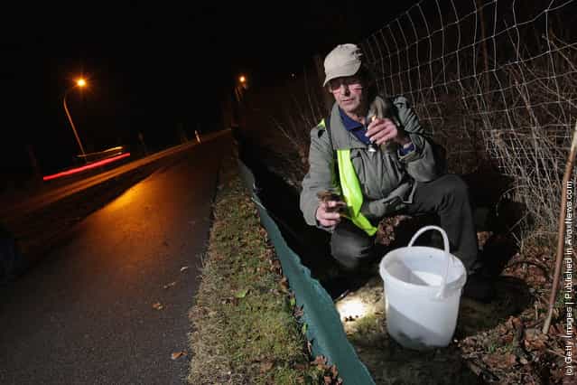 Volunteer Burghard Sell collects toads along an amphibian fence next to a road near Berlin