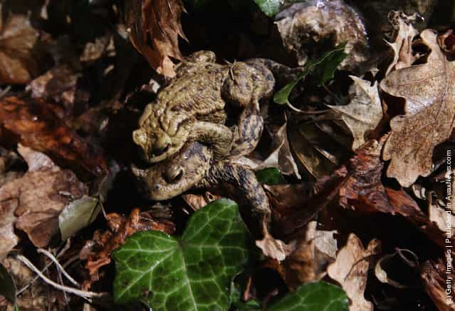A male toad clings to the back of his female partner after volunteers deposited them on the other side of a road along the toads migration route near Berlin