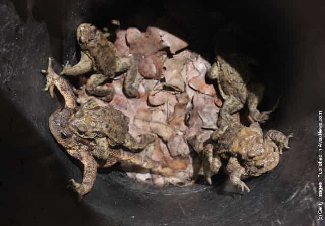 Toads, including males clinging to the backs of their female partners, lie trapped in a buried bucket left by volunteers along a road near Berlin