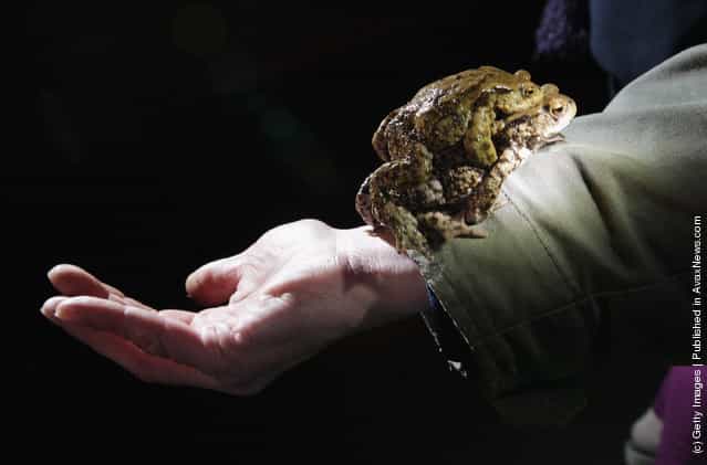 A female toad carrying her male partner walks up the arm of volunteer Burghard Sell after he caught them along an amphibian fence next to a road near Berlin