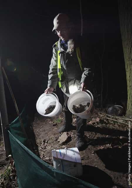 Volunteer Burghard Sell collects toads along an amphibian fence next to a road near Berlin