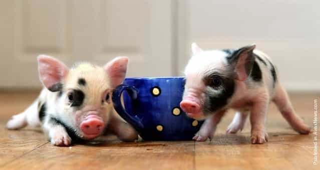 Tiny pigs the size of teacups, as this photo demonstrates, are the latest pet craze sweeping Great Britain. These little piggies are named Simon and Cheryl