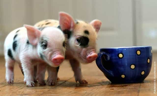 Micro pigs