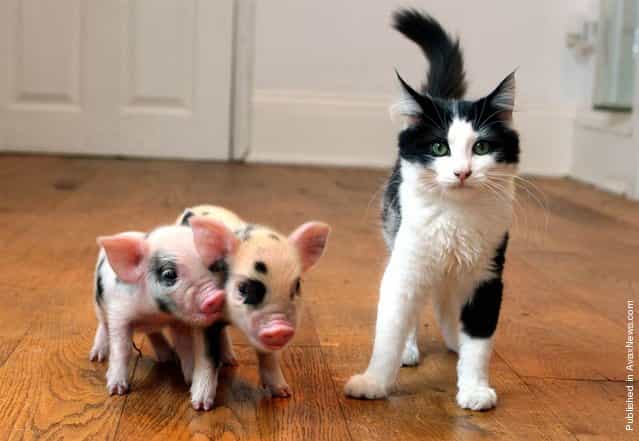 At birth, micro pigs are smaller than kittens, weighing about 9 oz