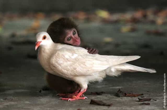 An orphaned rhesus monkey and white dove that seemed to have lost its mate forged a special bond at the Neilingding Island-Futian National Nature Reserve in China. The monkey was born on the island but had strayed from its mother. Luckily, it was taken in by work staff in the protection center and became friends with the pigeon that had lingered there after possibly losing its mate
