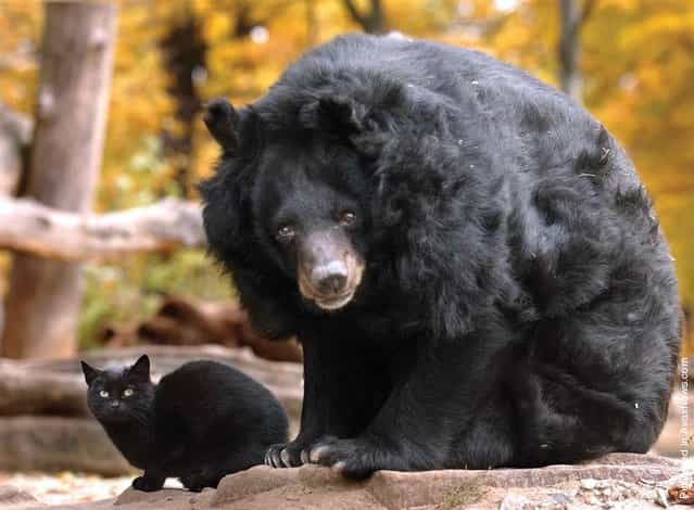 It’s not clear why or when this stray black cat turned up in the bear enclosure at the Berlin Zoo. But something is clear: She’s been coming back for 10 years to see her friend, the oldest known female Asiatic bear