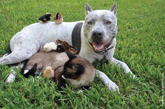 Chicks perch on a Siamese-snowshoe cat, who keeps the little ones in a line with her nose, and a pit bull, who is a loving father figure to many animals on their Texas farm