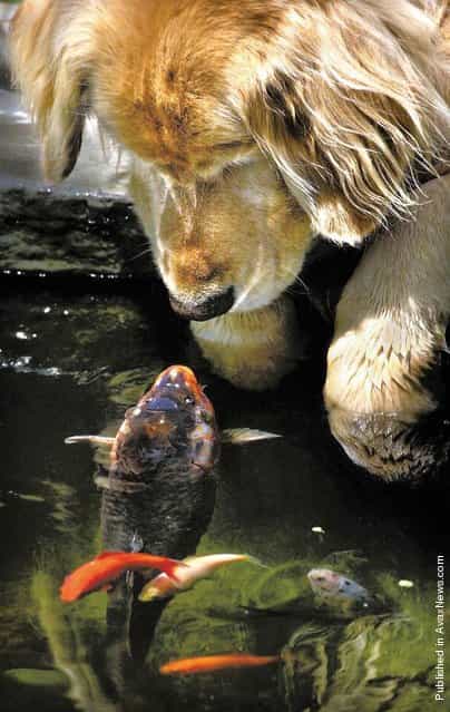A big goldfish, or koi, named Falstaff swims over to the pond’s edge for another meeting with a golden retriever named Chino in a backyard pond in Oregon