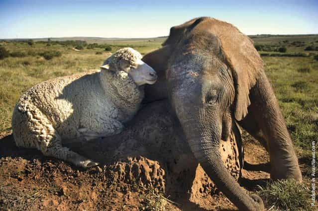 A young elephant, who lost his mama, cozies up to his comforting sheep pal at the Shamwari Wildlife Rehabilitation Center in South Africa