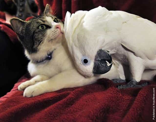 A cockatoo named Coco throws her whole body into a backrub for cohabiting friend, house tabby Lucky, in Savannah, Georgia