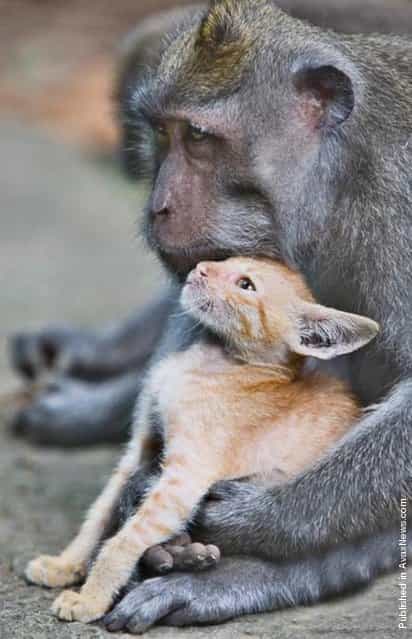 Many male animals have strong parental impulses, too. Take, for instance, this wild long-tailed macaque monkey in Bali, Indonesia. He stunned animal lovers around the world when he adopted an abandoned kitten and cared for it as his own. The monkey was spotted in a forest protectively nuzzling and grooming the ginger kitten, making sure no harm came to it. The extraordinary sight was captured by amateur photographer Anne Young while on a holiday to the Monkey Forest Park in Balis Ubud region