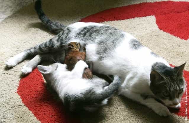 Tita, a cat who belongs to Ruben Gaviria, breastfeeds a squirrel as her kitten plays with it at Gavirias house near Medellin, Colombia. Gaviria rescued the squirrel after it was found injured in a park in February 2010