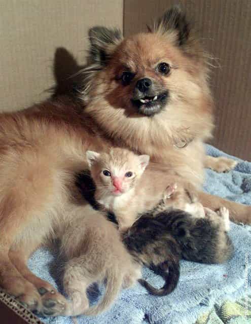 Chia, a Pomeranian in Emporia, Kan., let four abandoned kittens nurse from her in August 2000. Chia, who had a 2-week-old puppy of her own at the time, adopted the motherless kittens after they were found by her owners boyfriend