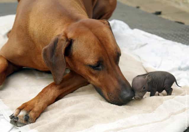 Katjinga, a Rhodesian ridgeback dog who lives on a 20-acre farm in Germany, adopted an abandoned pot-bellied piglet in August 2009. The tiny black piglet, named Paulinchen, had been so small at birth that her mother likely overlooked it. Katjingas owner, Roland Adam, found the piglet alone and cold and brought it to his 8-year-old dog