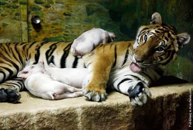 Three baby pigs rest next to their adoptive mother, Sai Mai, an 8-year-old tiger, at the Sriracha Tiger Zoo in Thailand in January 2010. Sai Mai nurses and cares for the piglets as if they were her own