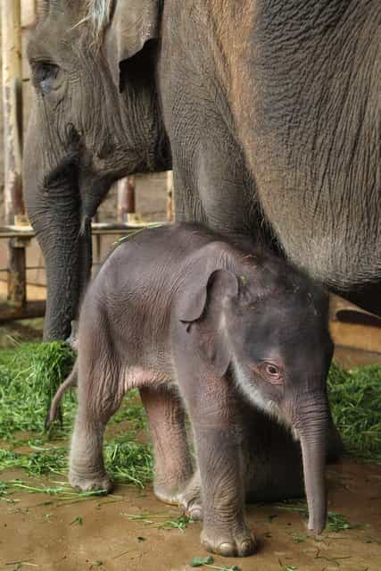 Two-Day Old Baby Elephant Presented At Berlin Zoo