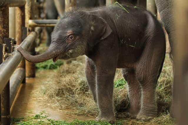 Two-Day Old Baby Elephant Presented At Berlin Zoo