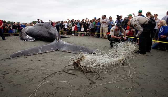 Young humpback whale found dead on the beach in White Rock