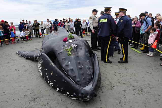 Young humpback whale found dead on the beach in White Rock