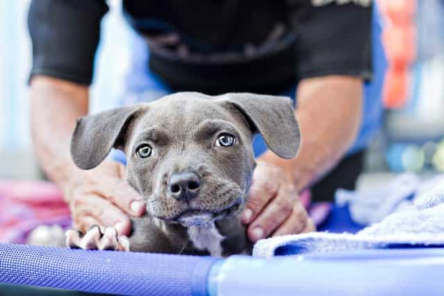 How swimming, and lots of love, saved Harper the puppy’s life