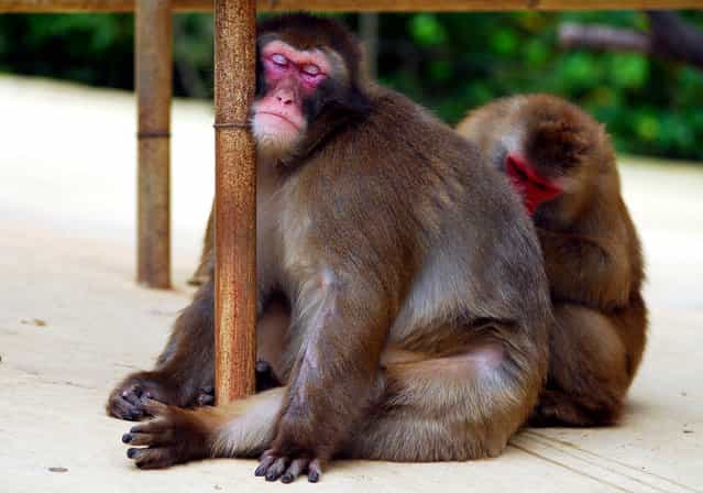 Sleeping Japanese monkey