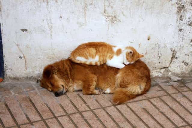 Funny Sleeping Dog and Cat