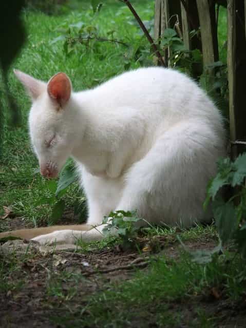 Sleeping White Kangaroo