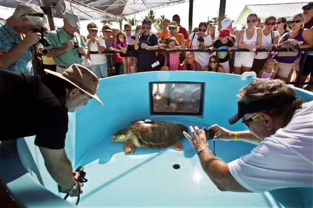 People take photos of Kahuna as she waits for her viewing tank to drain before being carried to a gurney for transport
