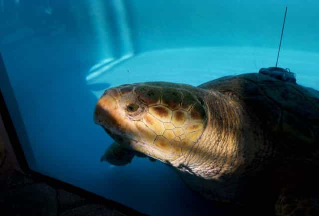 Kahuna looks out a viewing window of her tank