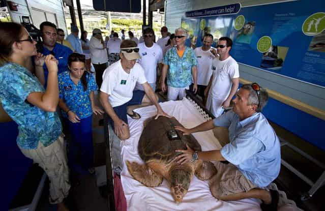 Volunteers and staff ready Kahuna for her ride to the beach