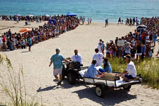 An ATV pulls Kahuna through a sea of people to be released into the ocean