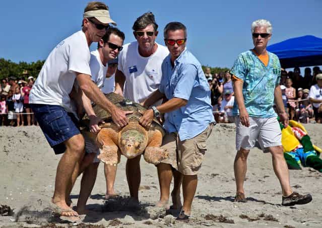 As Carl Stearns watches, Rick Linnell, Greg Lieberman, John Wolfenden and Billy Grundas carry Kahuna to the ocean on Juno Beach