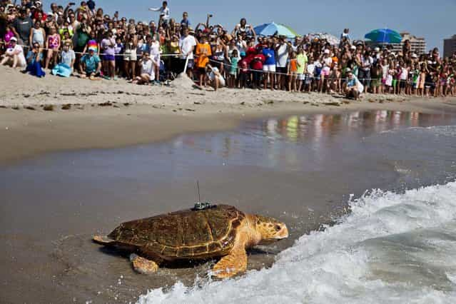 Kahuna returns to the ocean after nearly two years of rehabilitation at the Loggerhead Marinelife Center