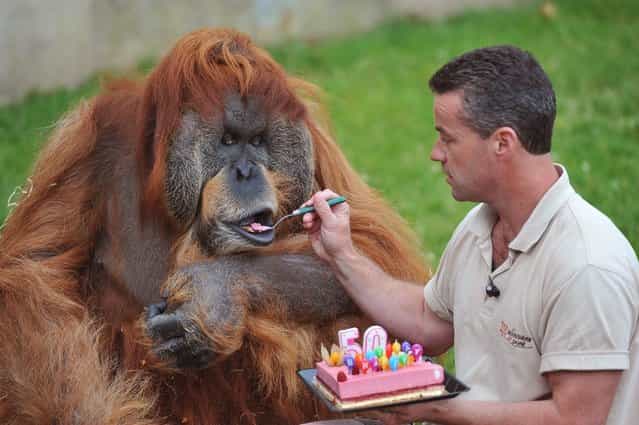 The Oldest Captive Orangutan in the World