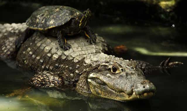 A turtle rides on an alligator's back at the Summit Garden Zoo in Panama City on August 10, 2012. (Photo by Arnulfo Franco/Associated Press)