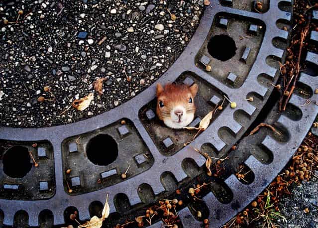 A squirrel is trapped in a manhole cover in Isenhagen, Germany on August 5, 2012. After they were called by neighbors, police managed to free the animal by using olive oil. (Photo by Police Hanover)