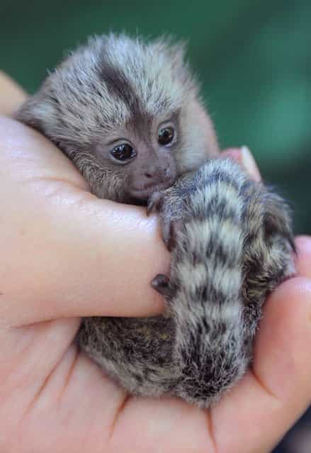 The Eberswalde Zoo in Germany welcomed this adorable newborn marmoset on June 29, 2012. The miniscule monkey was one of three born in the litter and had trouble taking milk from its mother, according to the European Pressphoto Agency. So the zoo is now raising the little one by hand, and from the looks of it, those hands are a perfect fit. (Photo by Theo Heimann/AP)