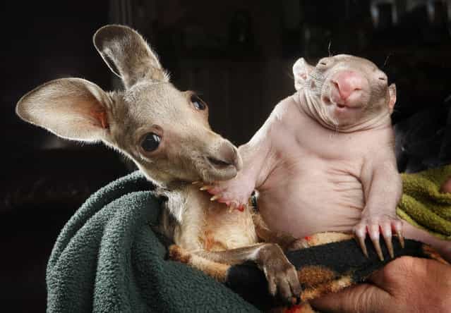 Orphaned kangaroo and wombat. When Anzac, an orphaned 5-month-old kangaroo, was found in the Macedon Ranges north of Melbourne, Australia, rescuers thought he looked a little lonely. Anzac's mother had been hit by a car. Thanks to the safety of her pouch, Anzac survived even though his mother did not. In order to comfort him, workers at the Wildlife Kilmore Rescue Center introduced him to Peggy, a 5-month-old baby wombat whose mother was also killed after being hit by a car. The two, who are both marsupials, shared a pouch together and have become inseparable. (Photo by Rob Leeson/Newspix via Rex USA)