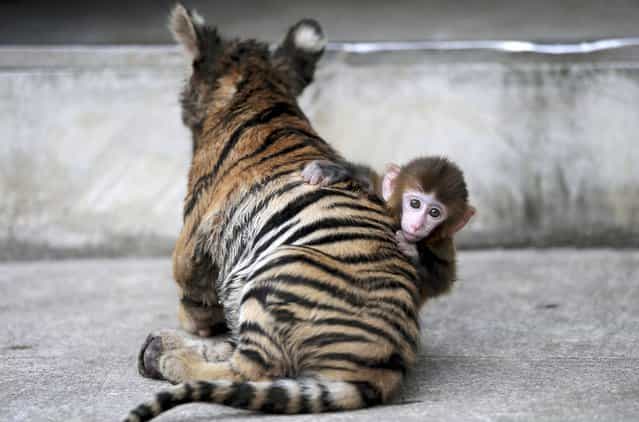 A baby rhesus macaque (Macaca mulatta) looks up as it plays with a tiger cub at a zoo in Hefei, Anhui province, August 2, 2012. (Photo by Jianan Yu/Reuters)