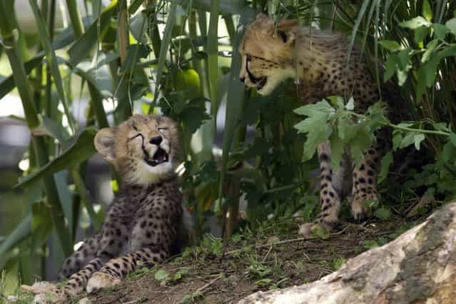 Two 3-month-old cheetah cubs get some shade from the heat at the National Zoo in Washington, D.C., on July 28, 2012. (Photo by Jacquelyn Martin/AP)