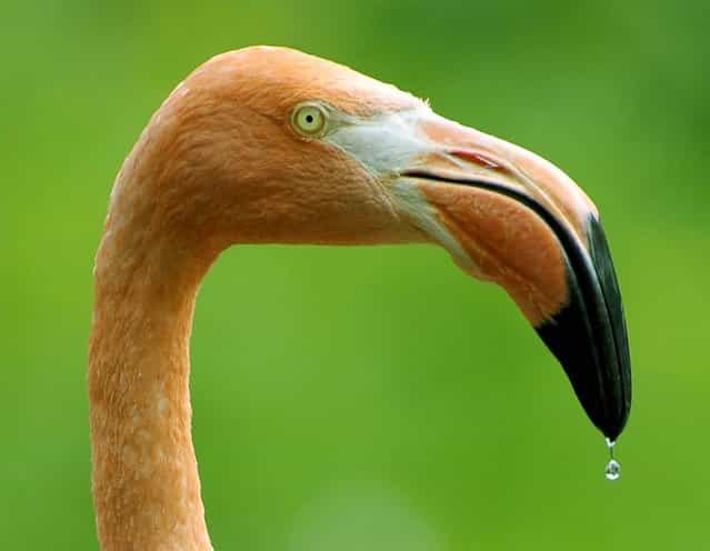 A flamingo is photographed at the Dresden Zoo on July 31, 2012. (Photo by Matthias Rietschel/AP)
