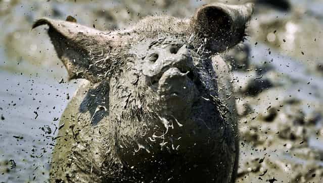 A pig lying in the mud of the 'best mud pool' of the Netherlands, in Buren, on July 26, 2012. This particular mud pool was chosen by the Dutch animal welfare organization 'Wakker Dier' ('Awake Animal') because of the perfect size, dept and muddy-ness, a perfect place for a pig to cool off during warm summer days. (Photo by Koen Van Weel/AFP)