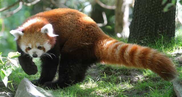 Red panda Ole explores his new open air enclosure at the zoo in Hanover, Germany, on August 3, 2012. The red panda was brought to Hanover to meet three-year-old female red panda Shana and, as zookeepers hope, to become a couple. (Photo by Holger Hollemann/AFP)